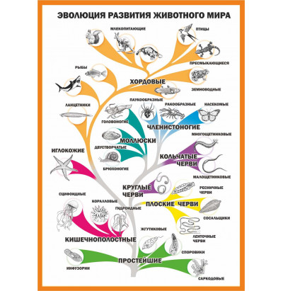 Таблица Эволюция развития животного мира 1000*1400 винил