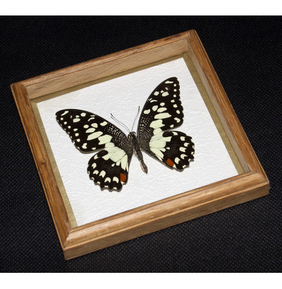 Коллекция энтомологическая "Бабочки для рисования" (9 видов).