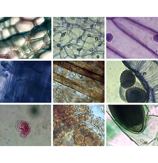 Микропрепараты ботаника. Набор микропрепаратов по ботанике(6+7 кл.). Микропрепараты для микроскопа ботаника. Микропрепараты для микроскопа ботаника перечень. Набор микропрепаратов для микроскопа ботаника.