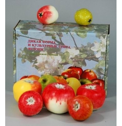 Муляжи Дикая форма и культурные сорта яблони