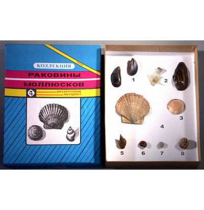 Коллекция "Многообразие раковин моллюсков"