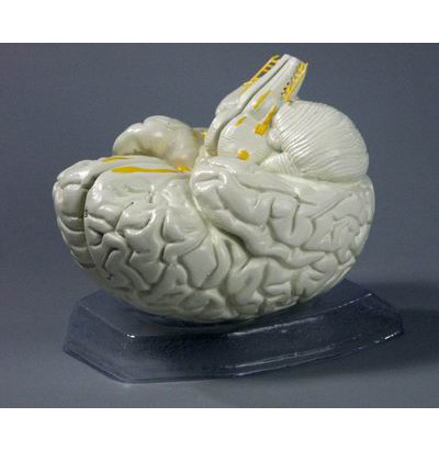 Модель Мозг в разрезе
