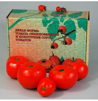 Муляжи Дикая форма и культурные сорта томатов