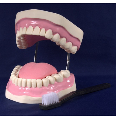 Модель Гигиена зубов