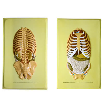 Барельефная модель Располож.органов, прилегающих к брюшной и спинной стенкам
