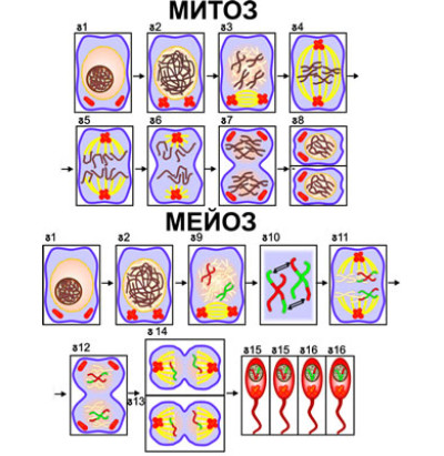 Модель-аппликация Деление клетки. Митоз и мейоз