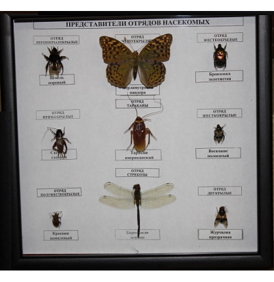 Коллекция Представители отряда насекомых