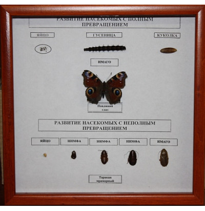Коллекция Развитие насекомых с неполным и полным превращением