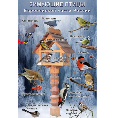 Таблица Зимующие птицы 1000*1400 винил
