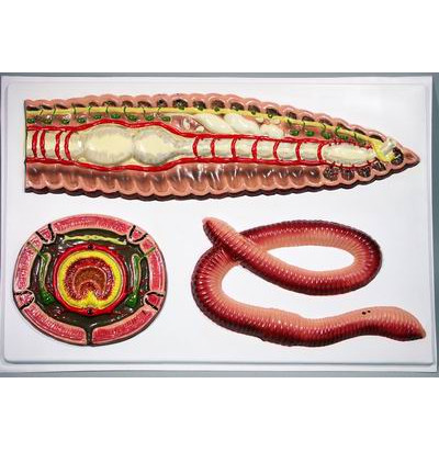 Барельефная модель Внутреннее строение дождевого червя