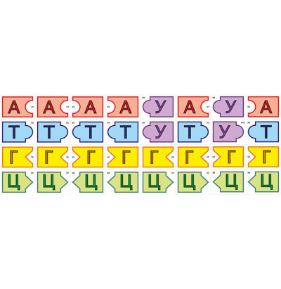 Модель-аппликация Удвоение ДНК и транскрипция РНК