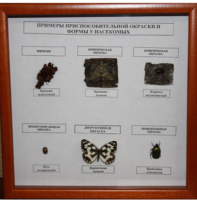 Коллекция Примеры приспособительной окраски и форм у насекомых