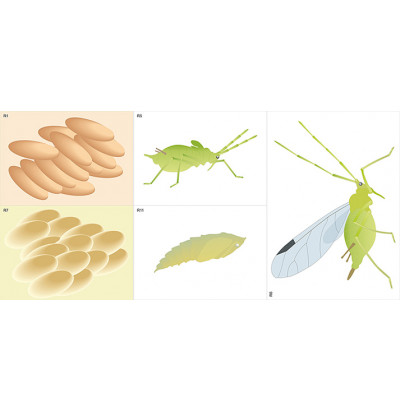 Модель-аппликация Развитие насекомых с полным и неполным превращением