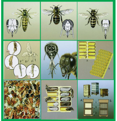  Биология - Модели-аппликации по зоологии - Модель-аппликация Пчелы. Строение улья	