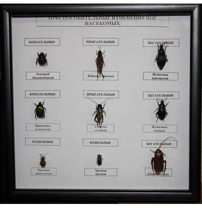 Коллекция Приспособительные изменения ног насекомых (Формы конечностей насекомых)