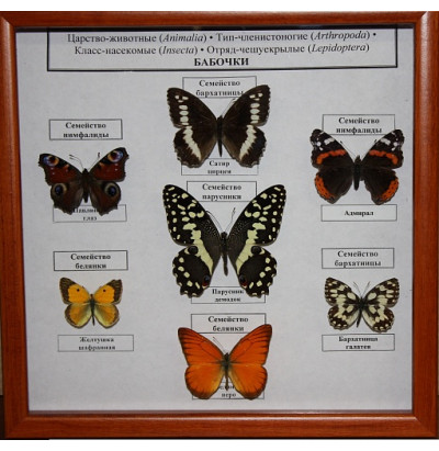 Коллекция Семейство бабочек