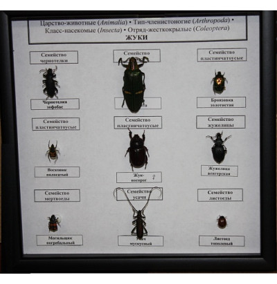 Коллекция Семейство жуков