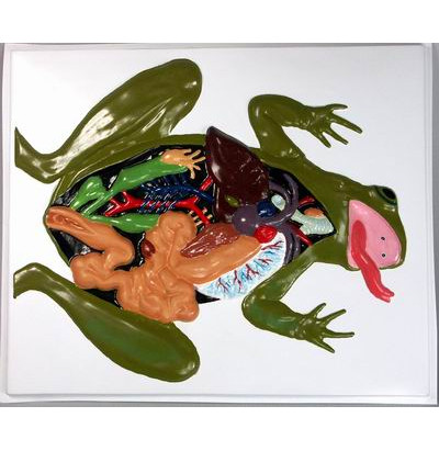 Барельефная модель Внутреннее строение лягушки