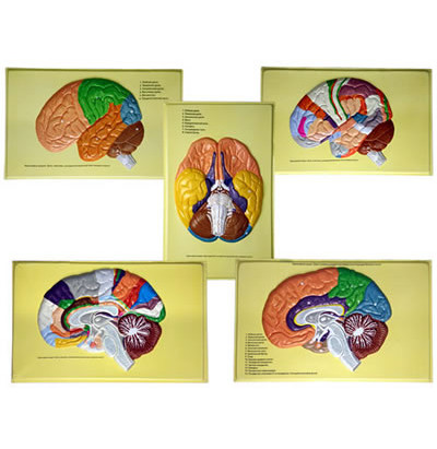 Барельефная модель Доли, извилины, цитоархитектонические поля головного мозга (5 планшетов)