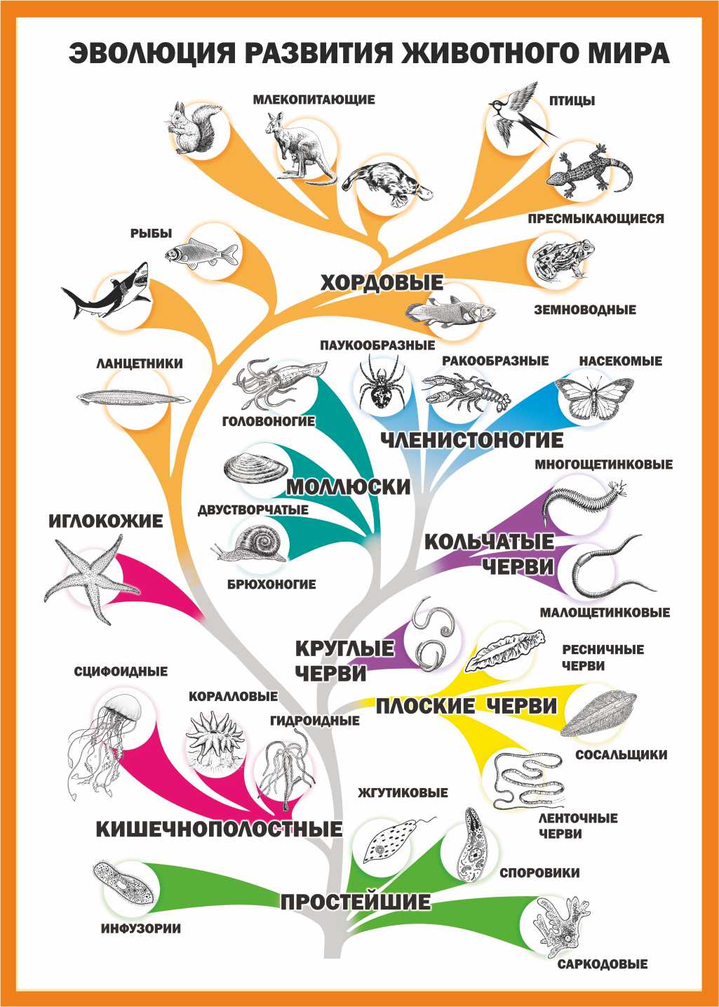 Происхождение животных основные этапы эволюции животного. Схема эволюционного развития животных. Эволюция царства животных таблица.